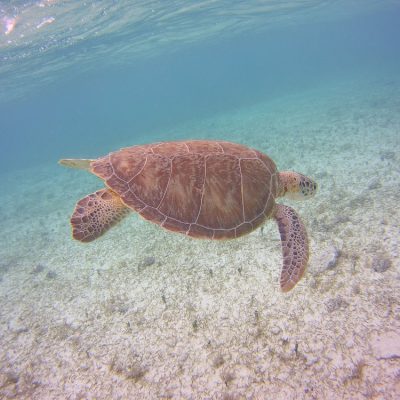 one-of-the-turtles-spotted