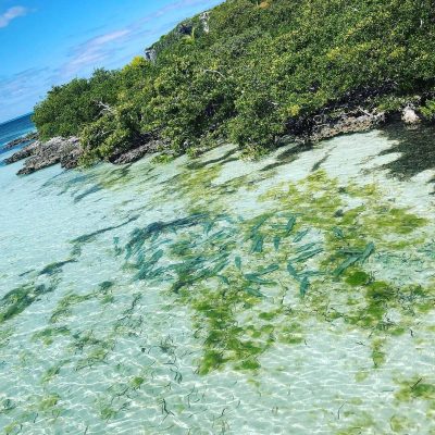 spanish-wells-bonefishing